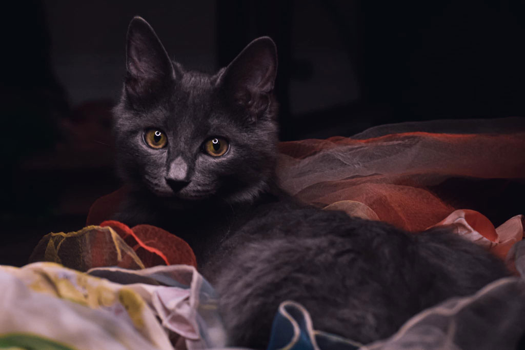 A dark gray kitten with yellow eyes lying down, surrounded by colorful, translucent fabric. The kitten is looking directly at the camera.